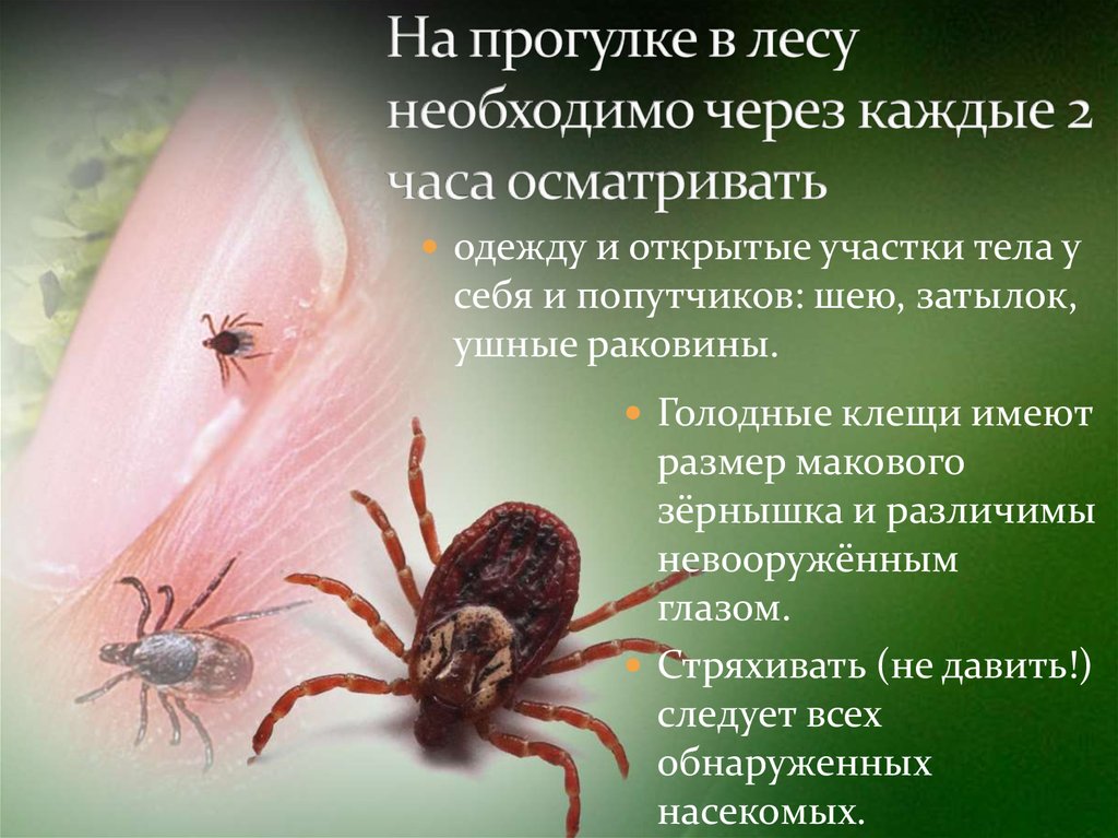Виды клещей в московской области и не только: как защититься от разносчиков заболеваний и что делать при укусе