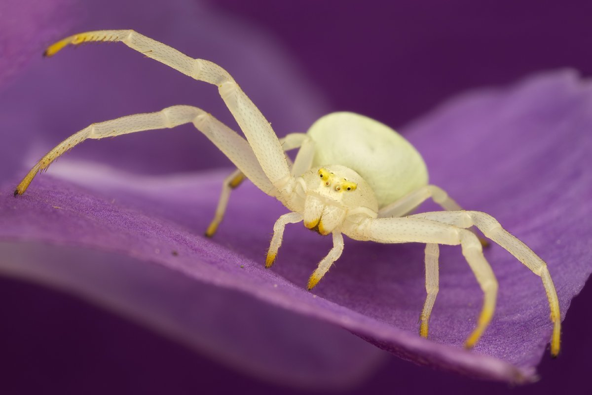 Misumena vatia