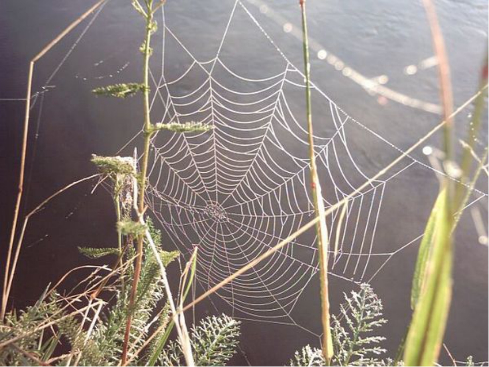Какие узлы использует паук, когда плетёт паутину? как паук плетет паутину, откуда берется паутинный шелк? а правда ли что пауки плетут паутину.