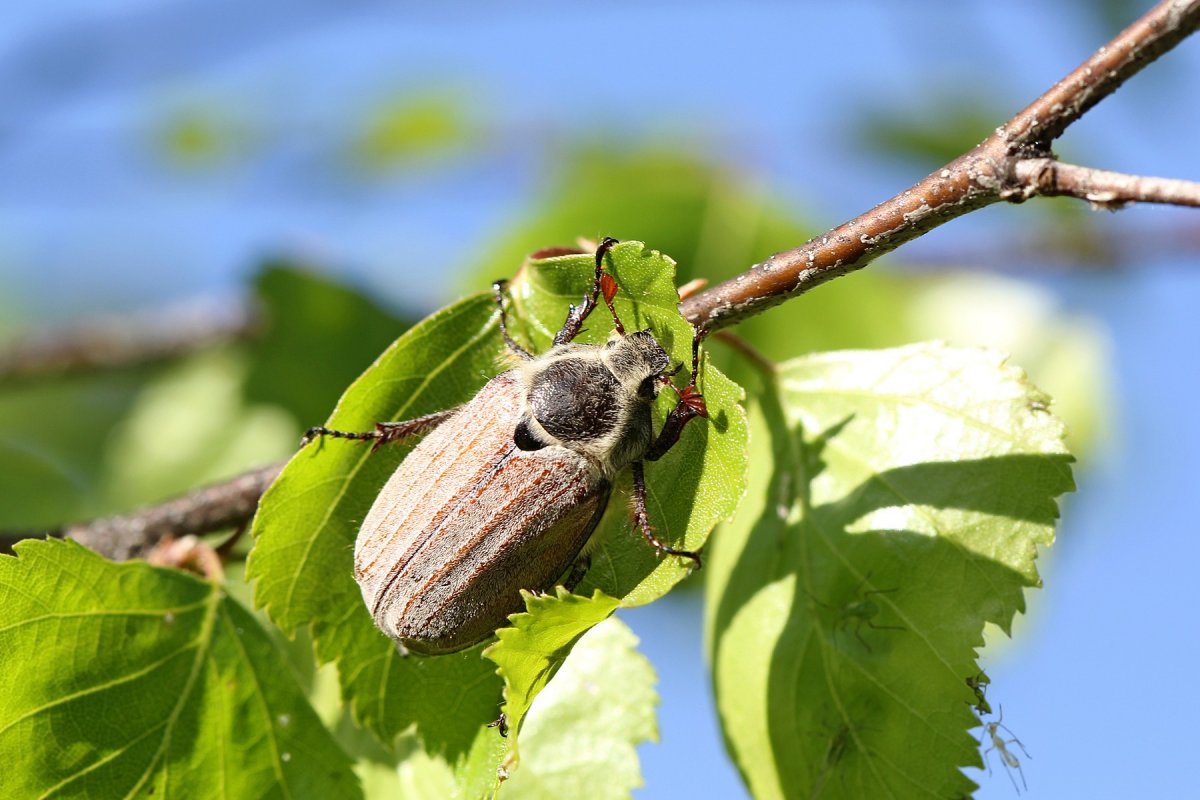 Как избавиться от личинок майского жука - препараты и народные методы