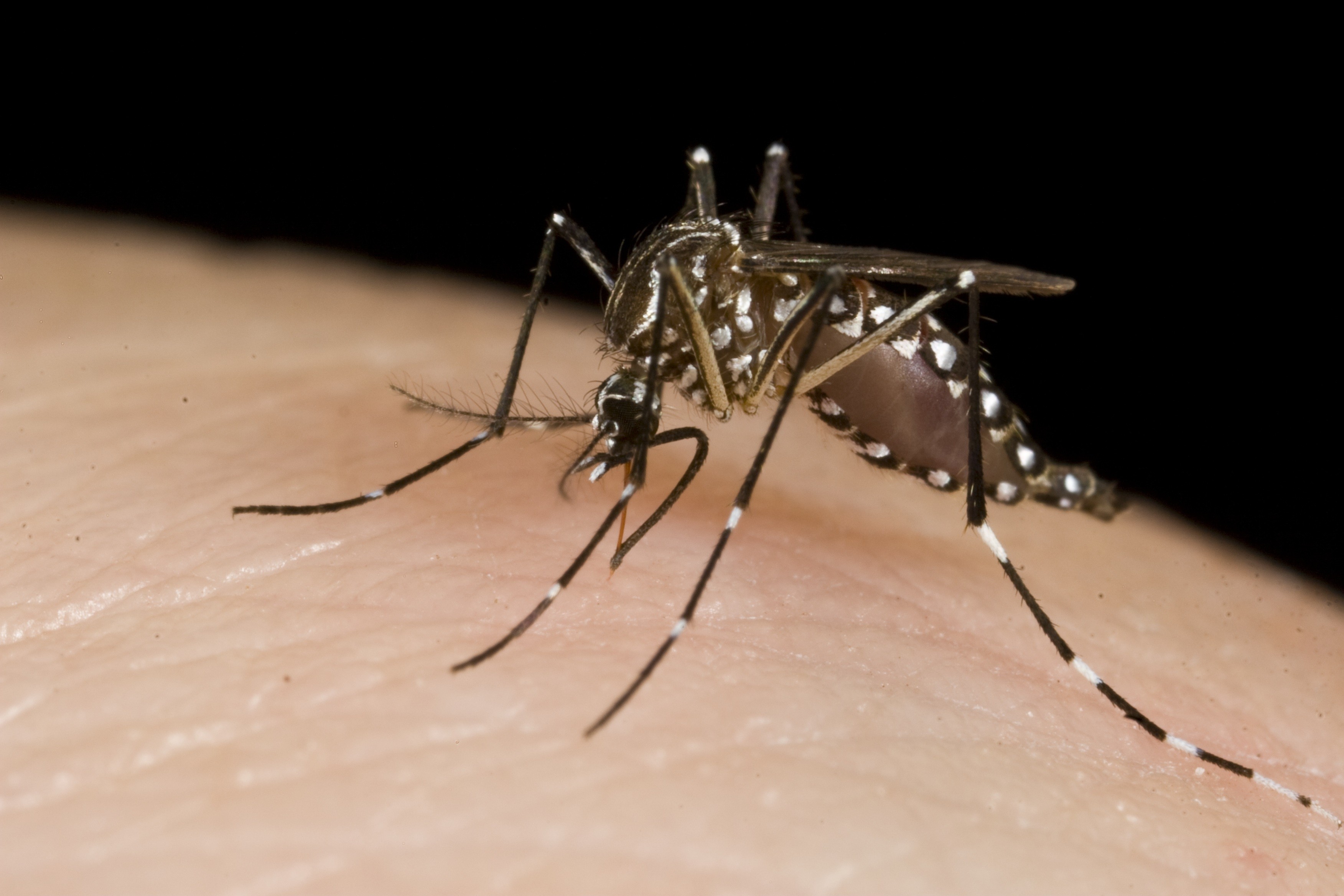 Комары: откуда появляются на свет