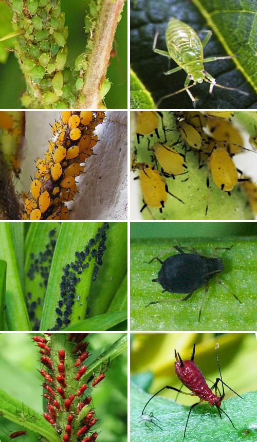 Против комаров, мух, моли и муравьев: травы и цветы для дома, которые помогут избавиться от насекомых
