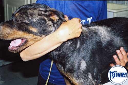 Эрлихиоз у собак — переносчики, стадии и лечение