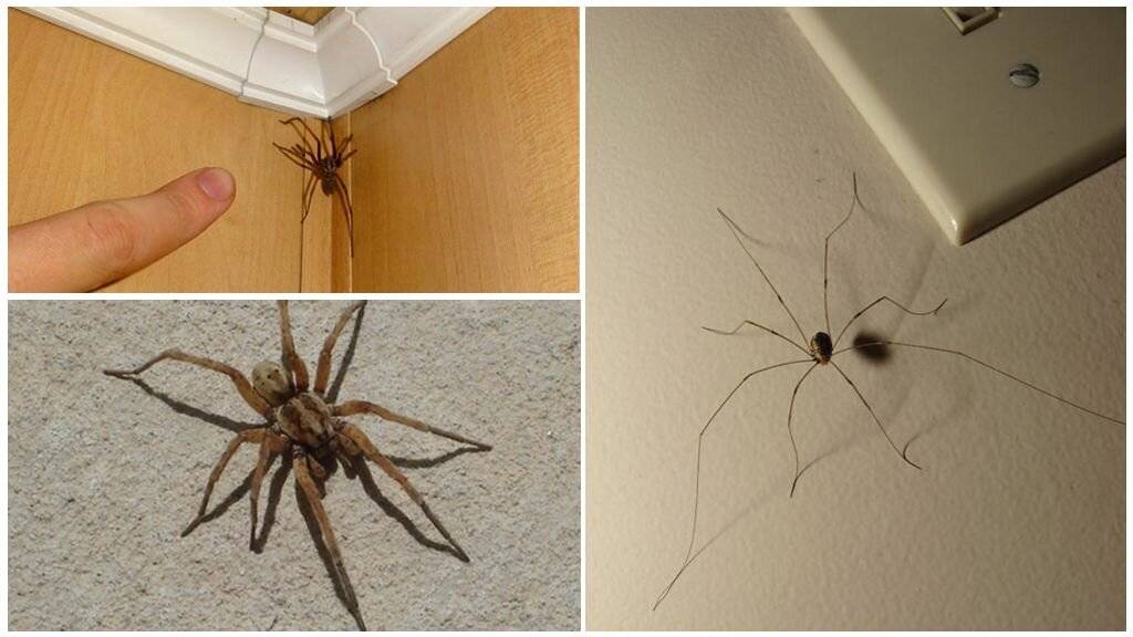 Как избавляться от пауков в частном доме собственными усилиями