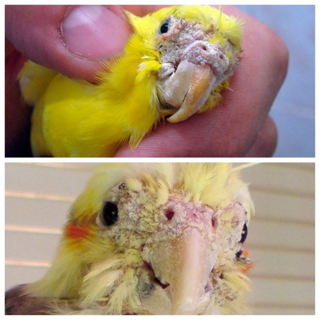 Клещи у попугаев | симптомы и лечение попугаев