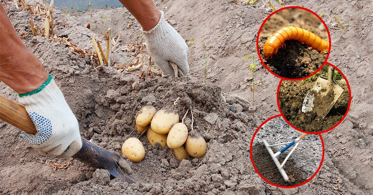 Как вывести проволочника из картофеля: химические средства и народные методы