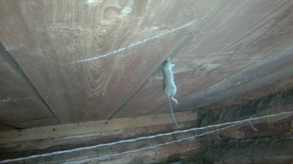 Могут ли мыши прогрызать натяжные потолки?