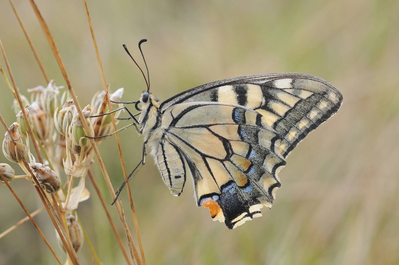 Бабочка махаон: описание, среда обитания, виды