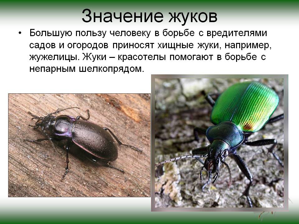 Жужелицы: фото жуков, описание, личинка, подсемейства, питание