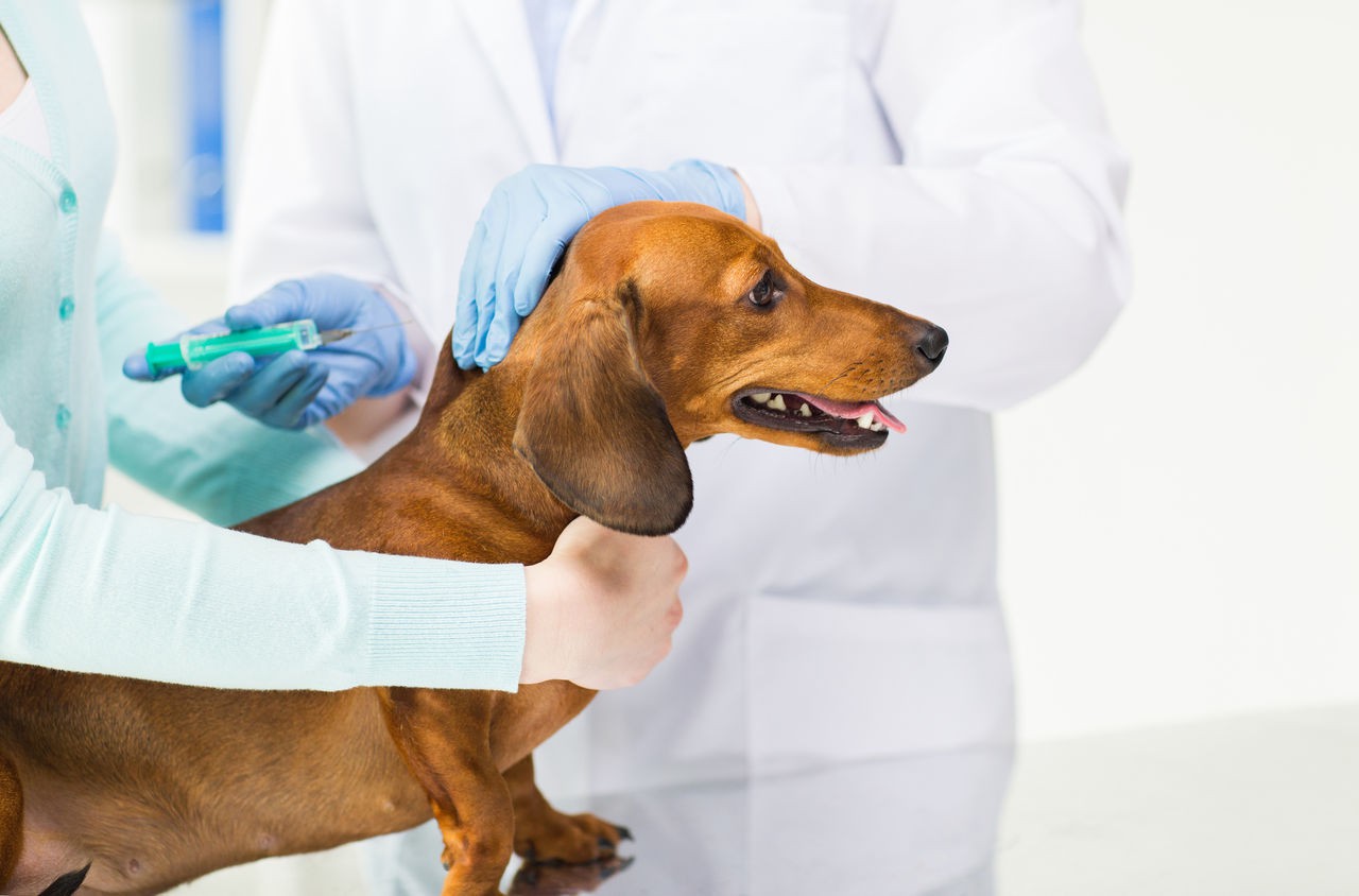 Прививки щенкам (собакам) до года: таблица, вакцины, подготовка и последствия