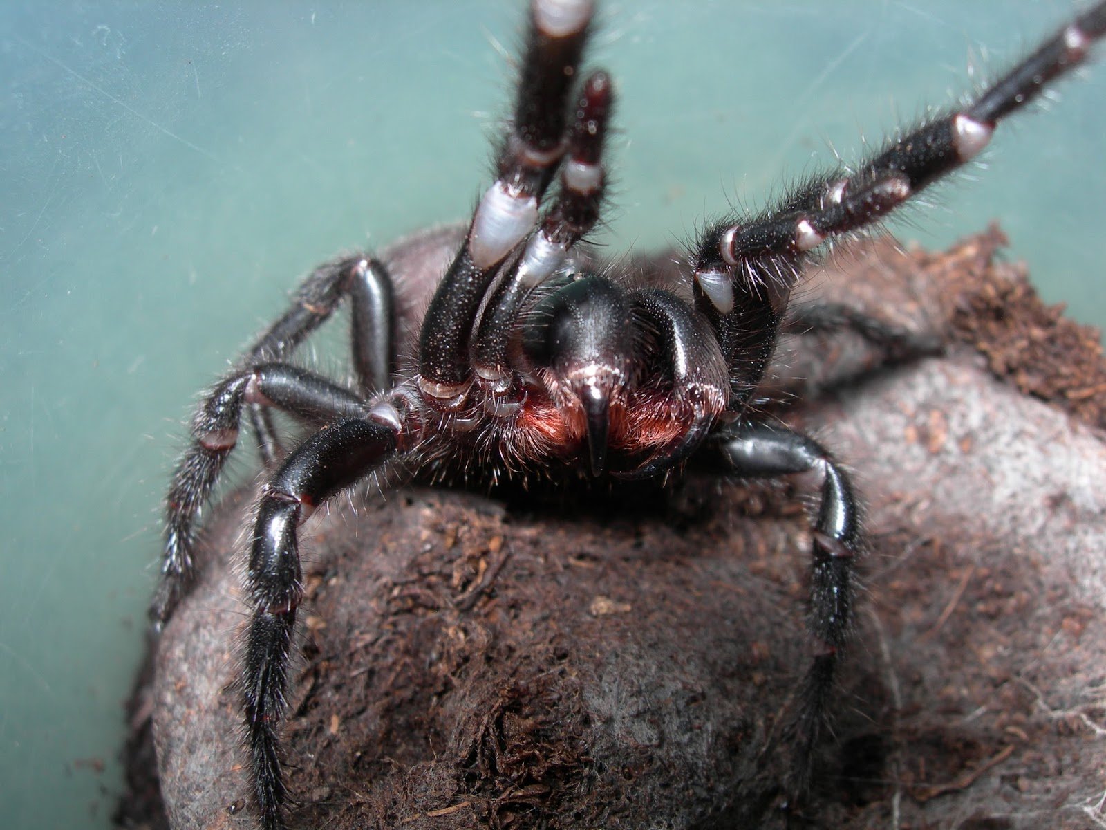Сиднейский воронковый паук укус