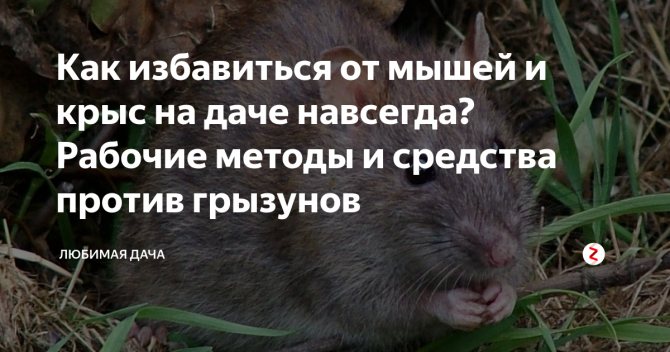 Как прогнать земляных крыс с дачи и огорода?