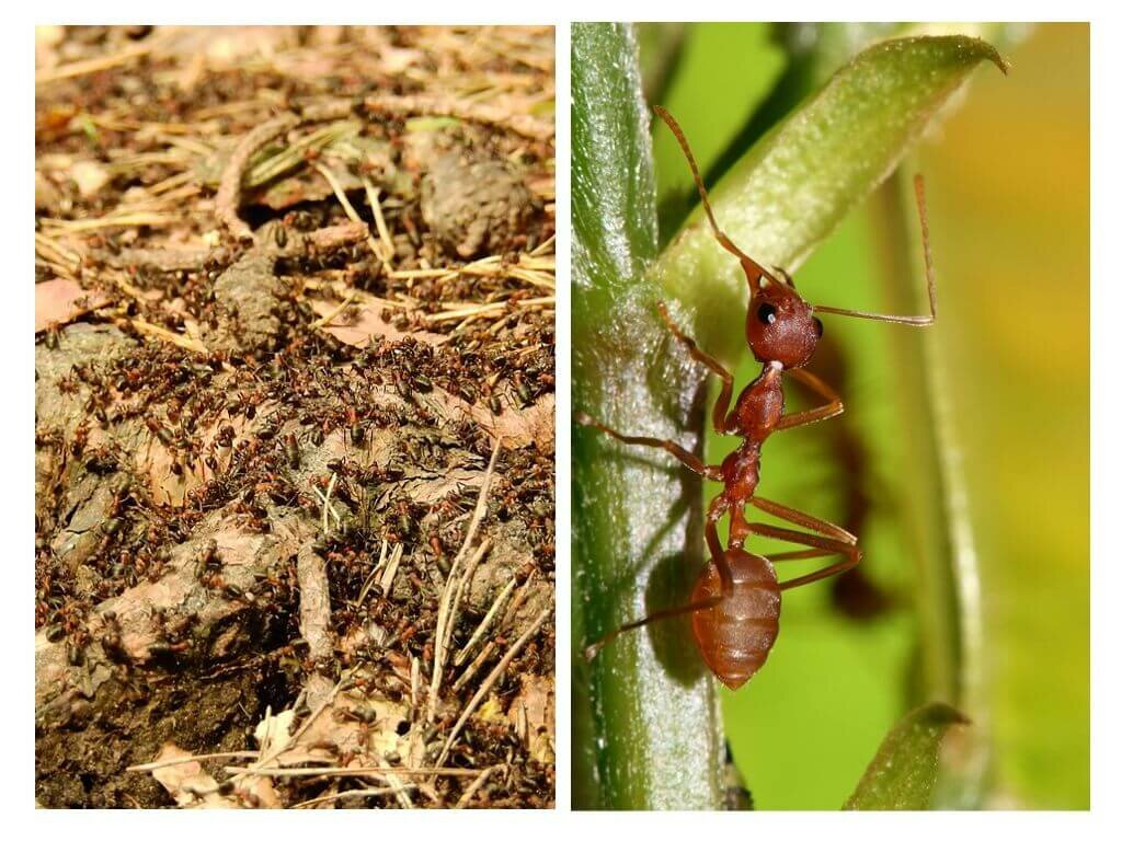 Чем питаются муравьи в природе и что едят в квартире