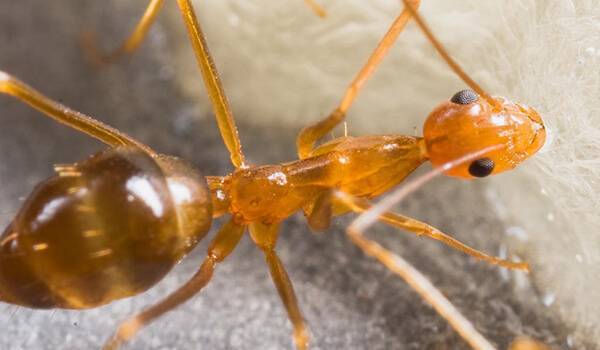 Фараонов муравей | virtual laboratory wiki | fandom