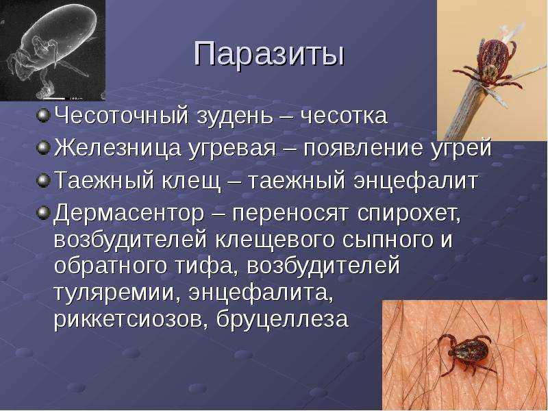 Где живут клещи – в траве или на деревьях, и в каких местах обитают энцефалитные клещи