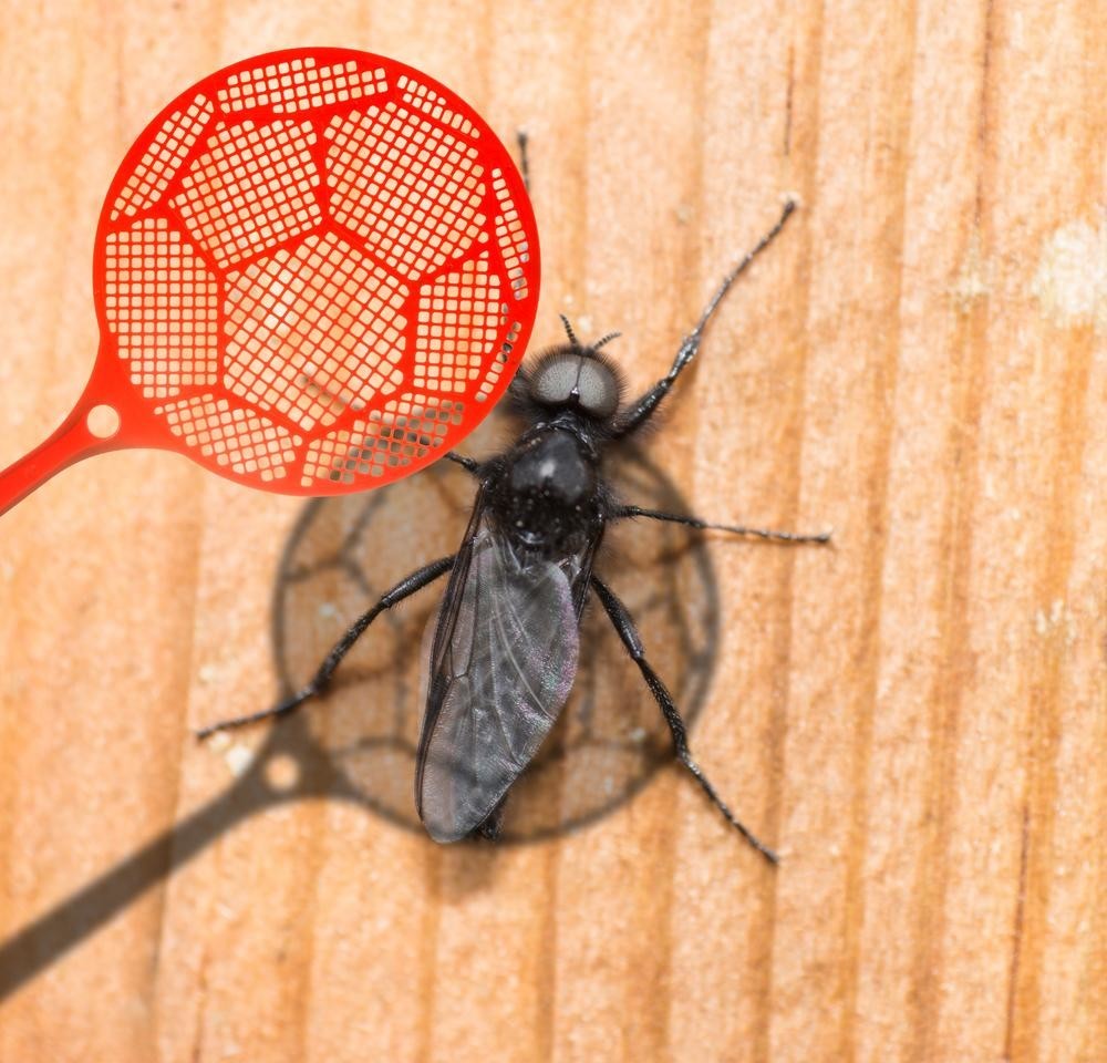 Симптомы и лечение укусов мух. почему мухи кусаются осенью? зачем кусают мухи