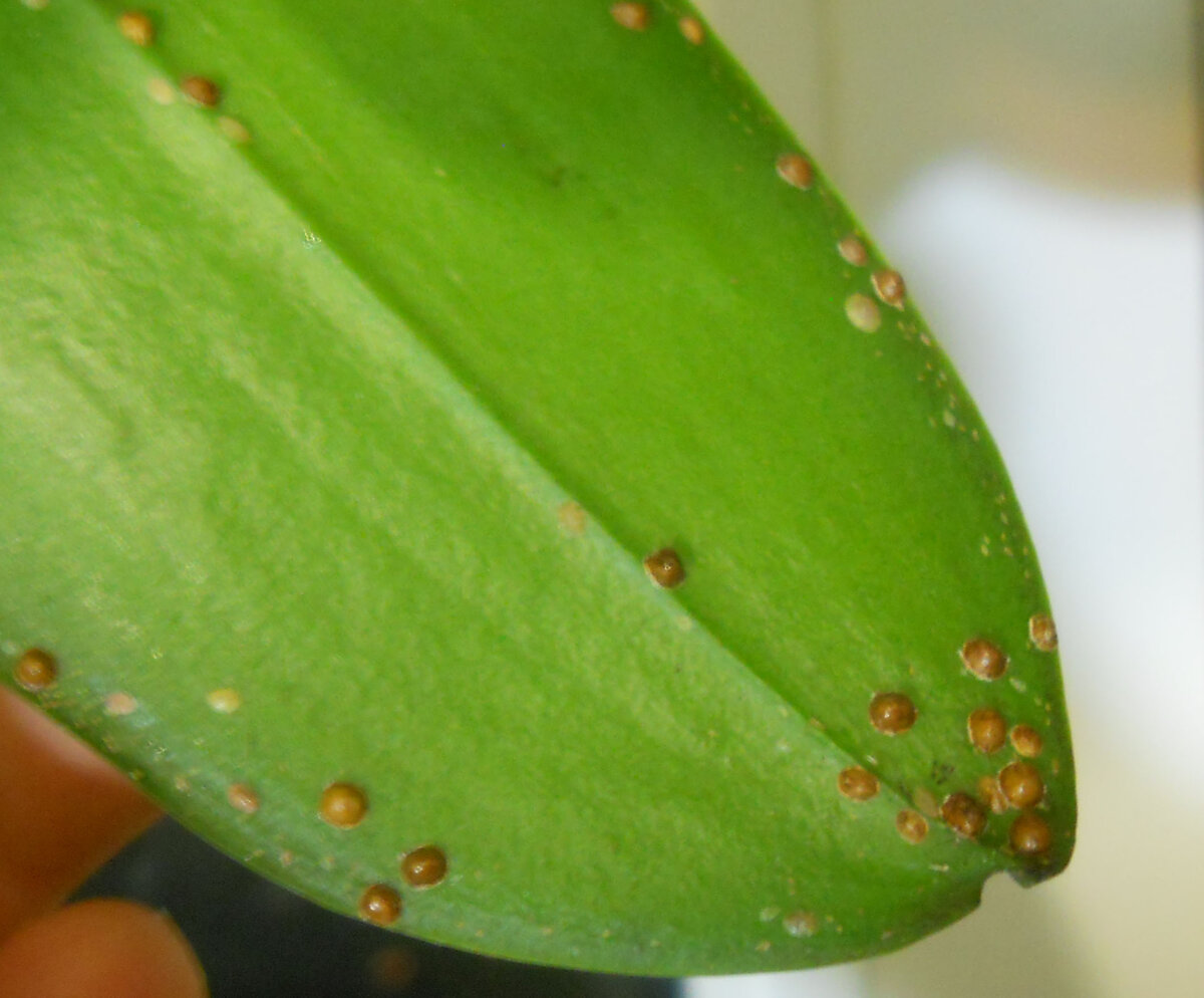 Чем обработать орхидею от вредителей: как правильно это делать и какие препараты существуют?