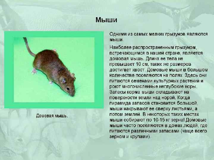 Мышь — виды, чем питаются, сколько живут, где живут, описание