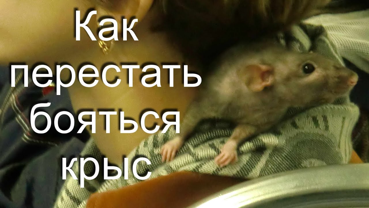 Почему крысы боятся. Боязнь крыс и мышей фобия. Как перестать бояться крыс.