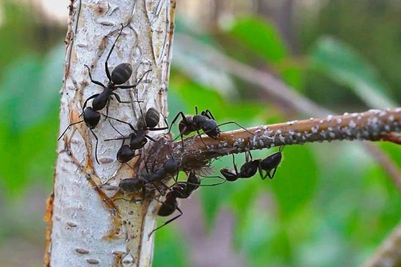 Как защитить плодовые деревья от муравьев