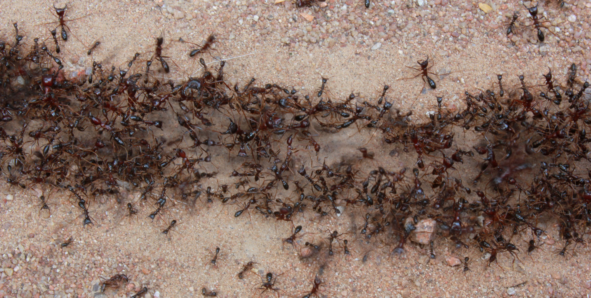 Кочевые муравьи: описание, особенности, интересные факты и отзывы