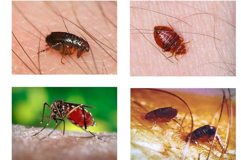 Кровососущие насекомые и постельные паразиты в квартире: виды и как избавиться | все о паразитах
