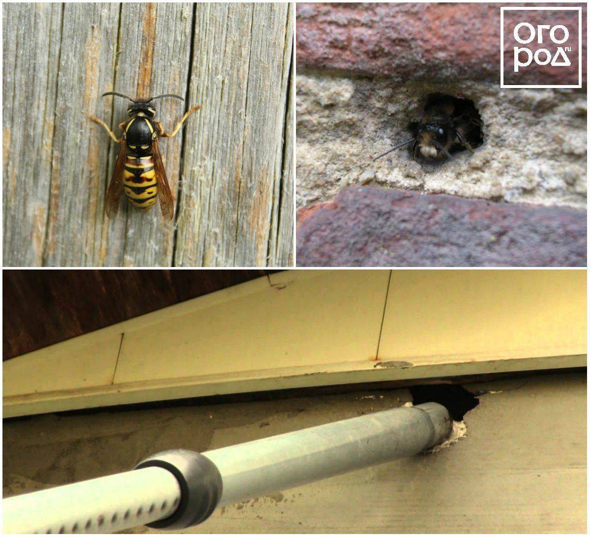 Как избавиться от пчел: эффективные методы и средства, как прогнать