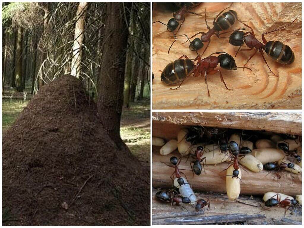 Жизнь муравьев: разновидности, образ жизни и интересные факты о них