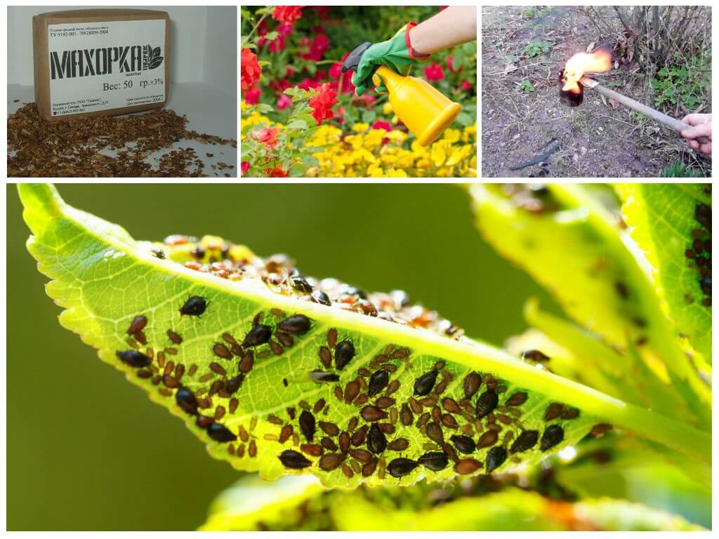 Защита сада и огорода от болезней и вредителей