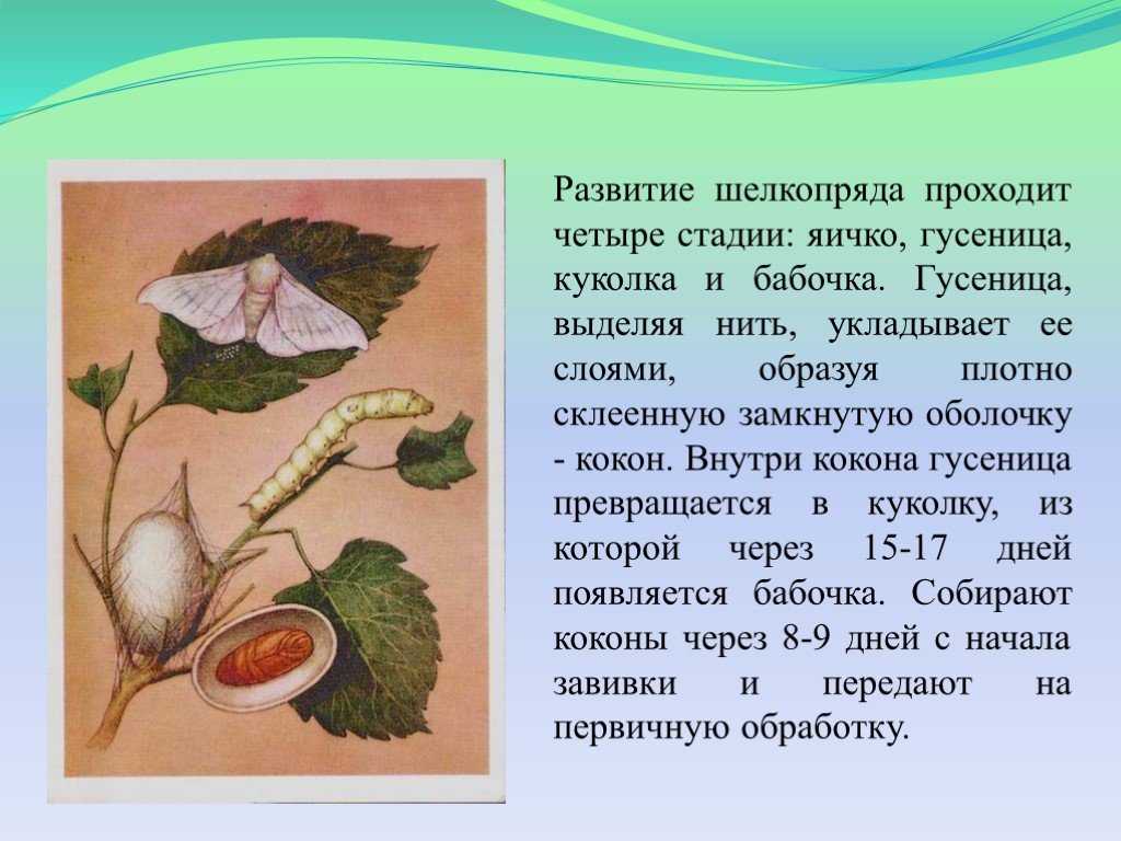 Стадии тутового шелкопряда. Стадии развития тутового шелкопряда. Тутовый шелкопряд Тип развития. Тутовый шелкопряд бабочка. Строение гусеницы тутового шелкопряда.