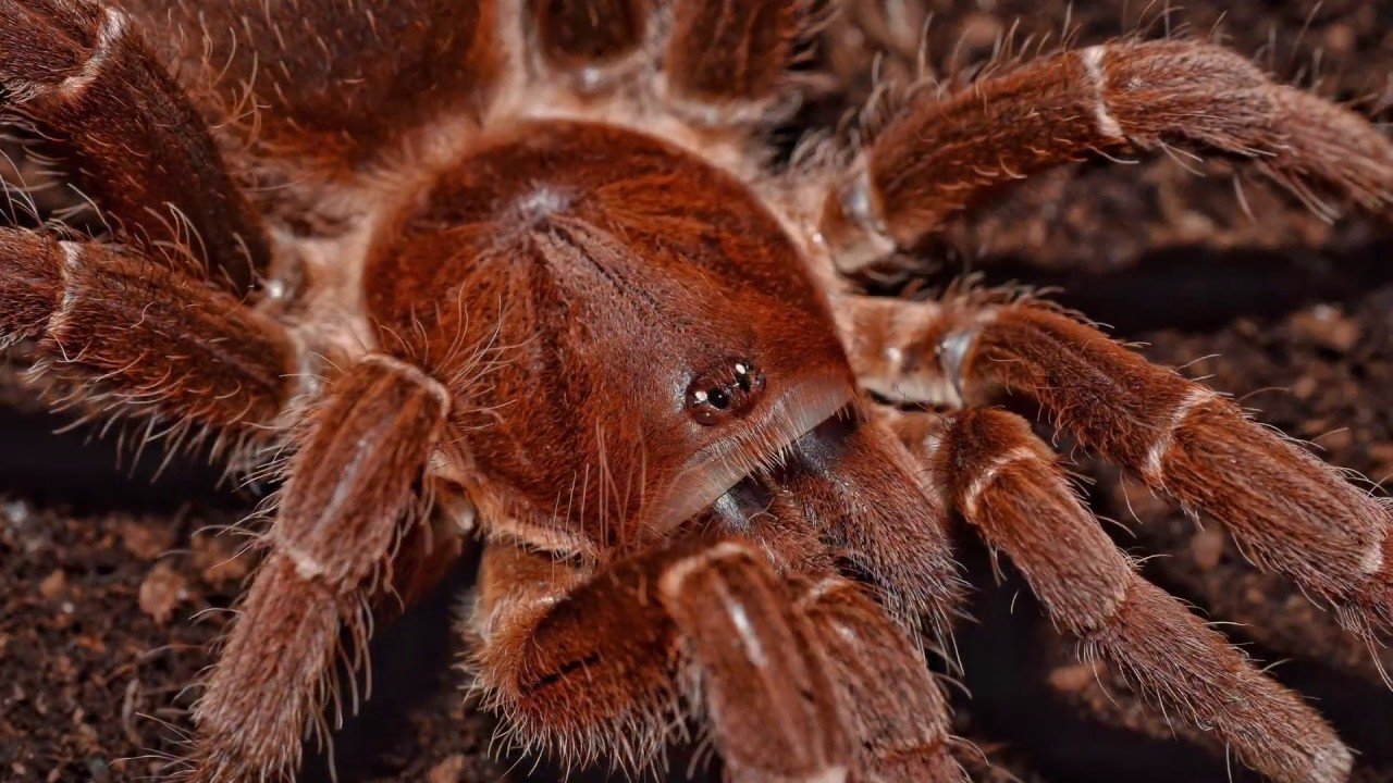 Топ 10: самые большие пауки в мире - фото, названия и размеры