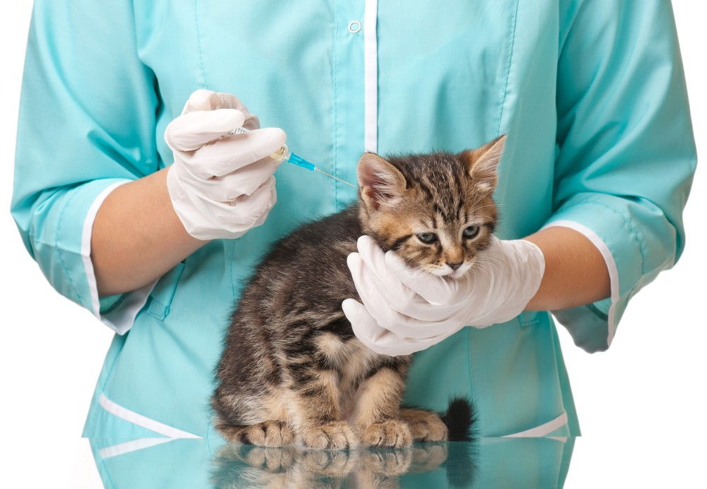 Прививка от блох для кошек, названия вакцин, противопоказания