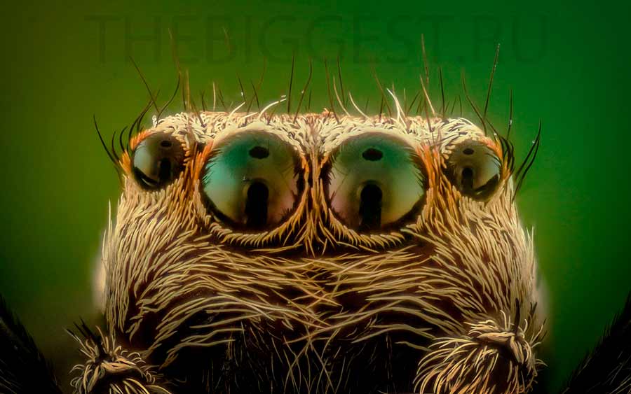 Глаза паука: сложные или простые, их строение, фото