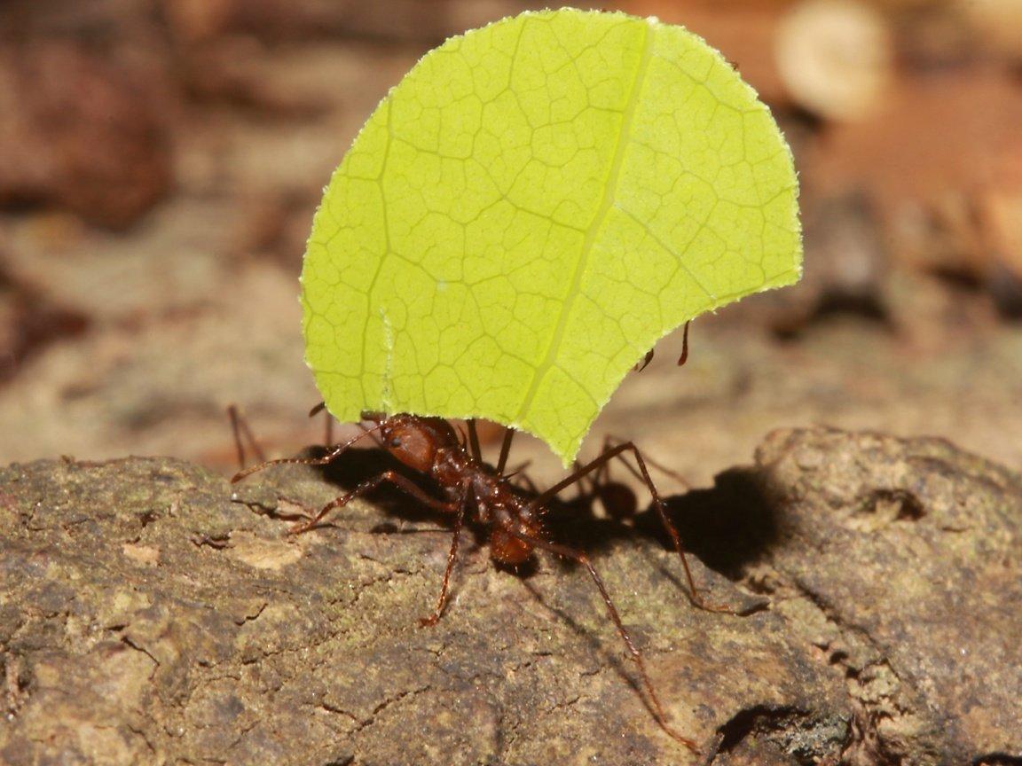 Листорезы муравьи: описание и фото