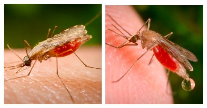 Укус малярийного комара и его последствия для человека | плюсы и минусы