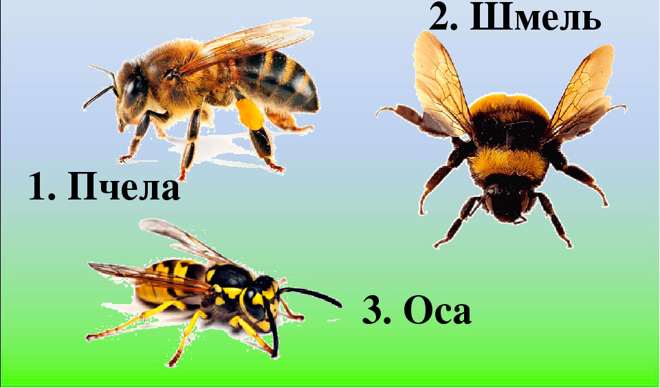Чем отличается оса от пчелы и шмеля