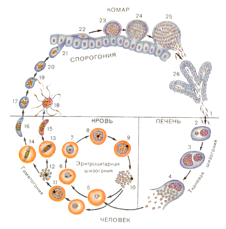 Хозяев в цикле развития малярийного плазмодия. Цикл развития малярийного плазмодия схема. Жизненный цикл малярийного плазмодия схема. Стадии жизненного цикла малярийного плазмодия. Этапы цикла развития малярийного плазмодия.