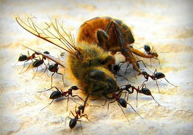 Как избавиться от муравьев на пасеке?