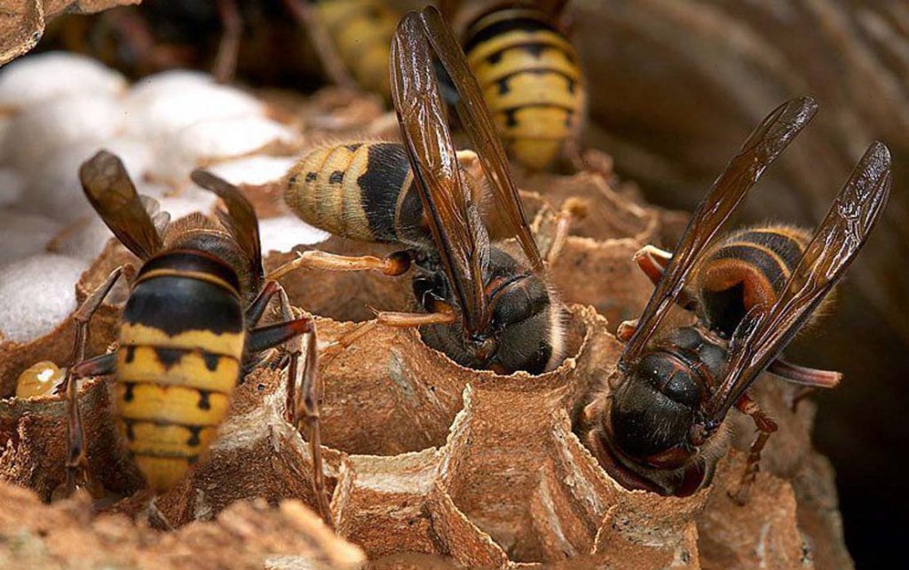 Как выглядят матка пчел и королева ос: описание и образ жизни
