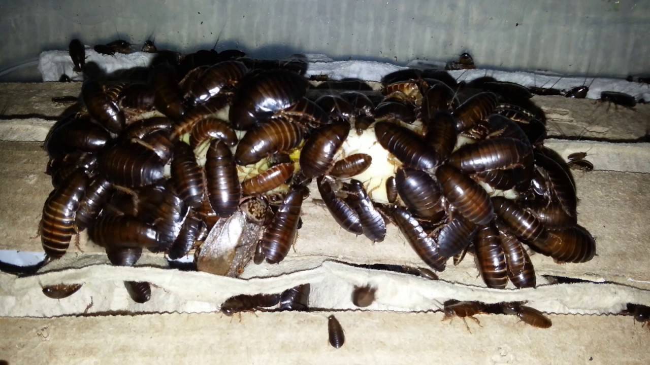 ❶ топ-25 видов тараканов: какие бывают в квартире, разновидности домашних особей (фото и описание)
