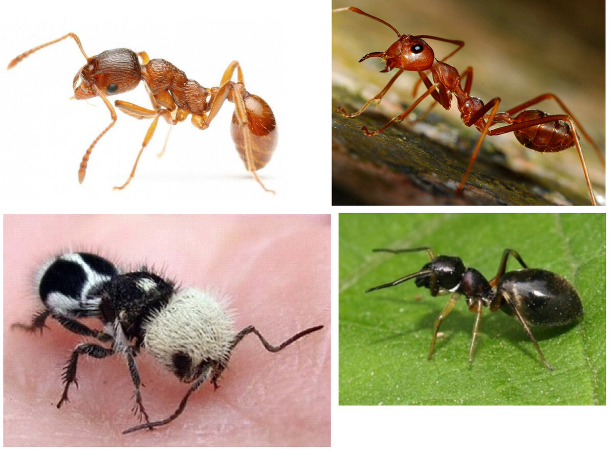 Продолжительность жизни муравьев и ее зависимость от внешних и внутренних факторов