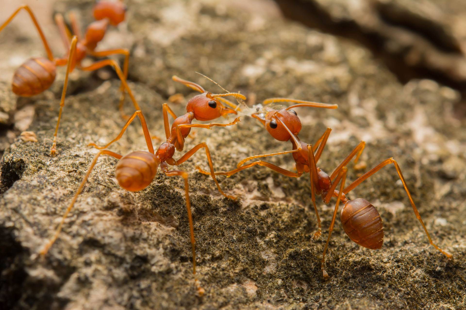 Огненные красные муравьи - фото и описание