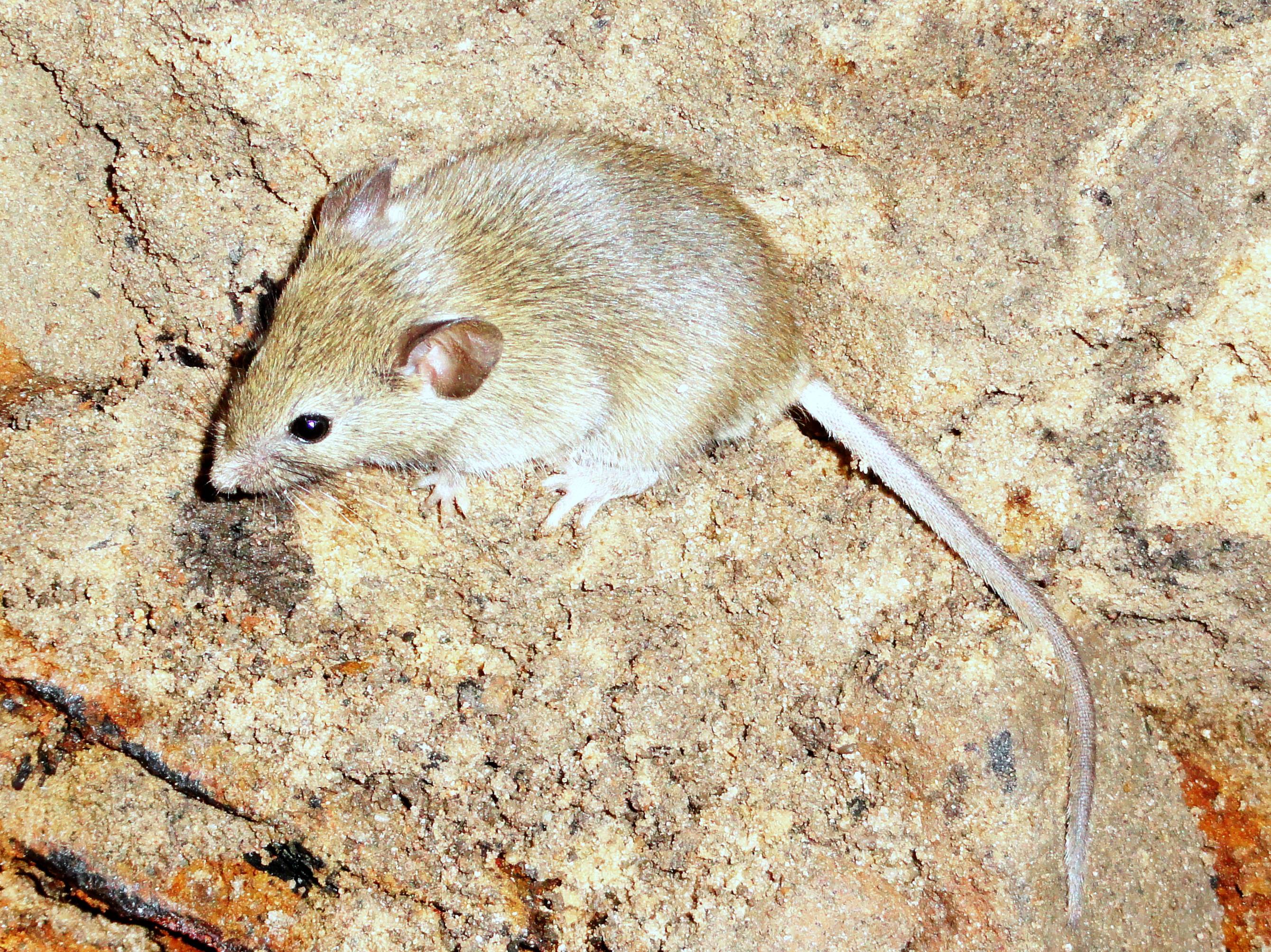 Мышь домашняя — виды, места обитания, виды и внешние характеристики зверька (125 фото и видео)