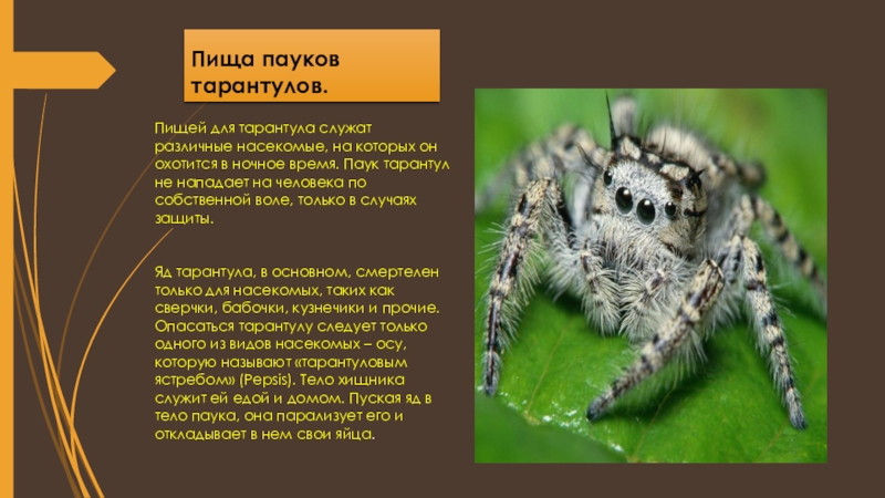 Южнорусский тарантул (лат. lycosa singoriensis)