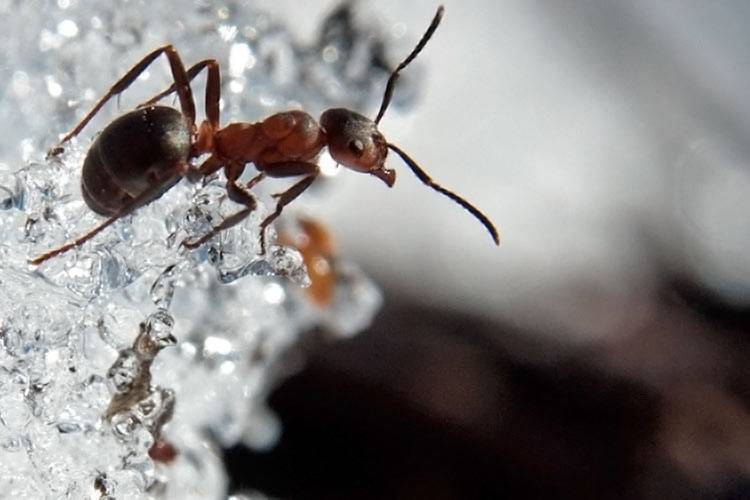Как муравьи готовятся к зиме? | дачная жизнь