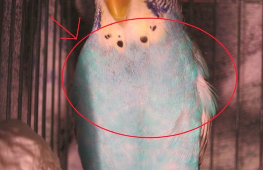 Блохи у волнистых попугаев: симптомы, опасность, лечение