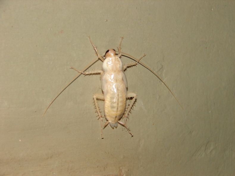 Откуда берутся белые тараканы (альбиносы), живут ли в квартирах такие