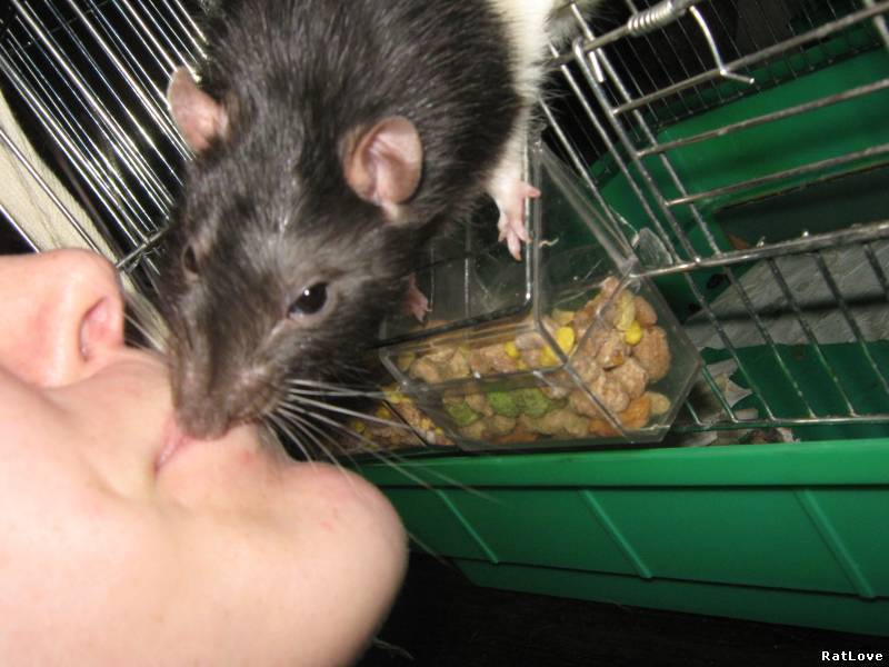 Описание домашней крысы и рекомендации по содержанию и кормлению грызуна