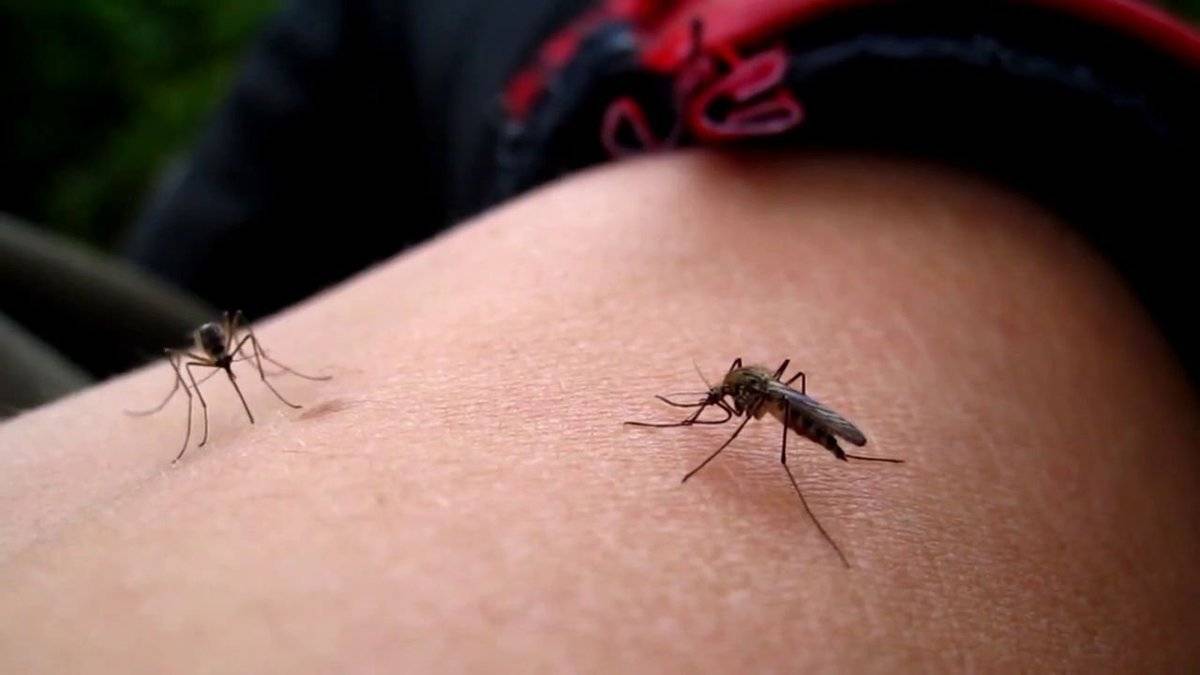 Зачем комары пьют кровь и для чего она им нужна?