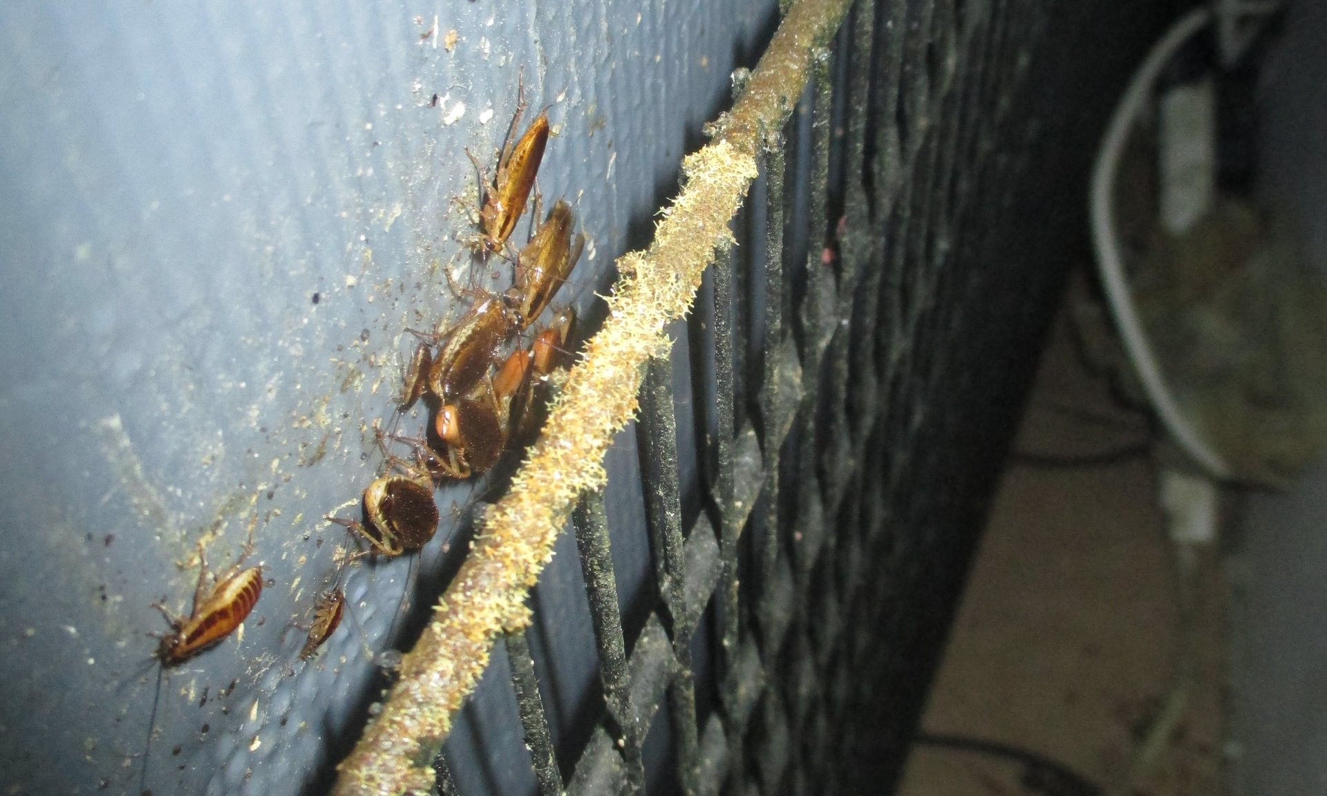 Опасность в доме или чем опасен укус таракана